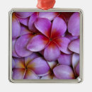 Recherche de plumeria ornements Rose