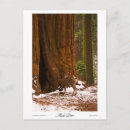 Recherche de mule cartes postales Faune