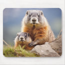 Recherche de marmottes tapis souris Animal