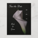 Recherche de zantedeschia cartes postales Lis