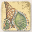 Recherche de coquillages dessous de verres Nature