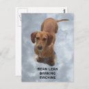 Recherche de dachshund cartes postales Animal