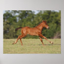 Recherche de foal Running
