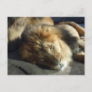 Recherche de lion majestueux cartes postales Chat