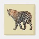 Recherche de panthera magnets Faune