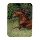 Recherche de étalon magnets Cheval