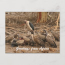 Recherche de vautour cartes postales Nature