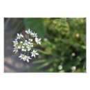 Recherche de delicate art Fleurs