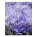 Recherche de crocus posters Printemps
