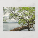 Recherche de lacs de doigt cartes postales Parc