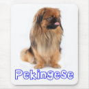 Recherche de chiot tapis souris Chien