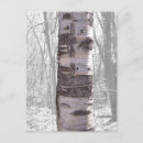 Recherche de birch cartes postales Arbre