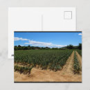 Recherche de oignons cartes postales Photographie