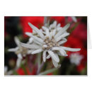 Recherche de edelweiss vœux cartes Alpin