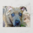 Recherche de fossé cartes postales Chiot