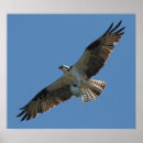 Recherche de rapaces posters Balbuzard