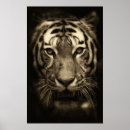 Recherche de tiger face posters Faune