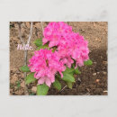 Recherche de rhododendron cartes postales Rose