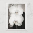 Recherche de orchidée cartes postales Fleurs