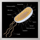 Recherche de microbiology posters Bacteria