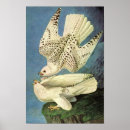 Recherche de gyrfalcon posters Vintage