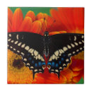 Recherche de papillon carreaux Orange