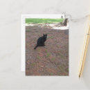 Recherche de petit chat noir cartes postales Mignon