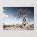 Recherche de baobab cartes postales Safari