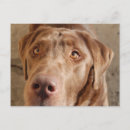 Recherche de laboratoire de chocolat cartes postales Animaux domestiques