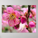 Recherche de prunier posters Fleur de prunier