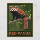 Recherche de panda rouge cartes postales Animaux