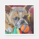 Recherche de brindle boston terrier Animal