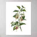 Recherche de herbier posters Nature