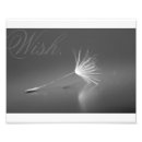 Recherche de pissenlit et blanc posters Nature