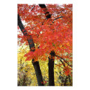 Recherche de érable rouge posters Arbres