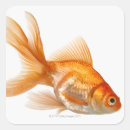 Recherche de goldfish autocollants Orange