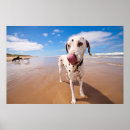 Recherche de dalmatien art Animaux familiers