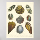 Recherche de palourde posters Coquille de mer