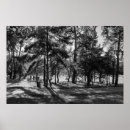 Recherche de arbres en noir et blanc posters Parc