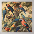 Recherche de perroquet vintage posters Tropical