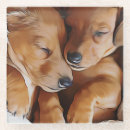 Recherche de chiot dessous de verres Dachshund