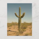 Recherche de amérique nord cartes postales Cactus