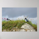 Recherche de pie bleue Faune