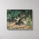 Recherche de orignaux de taureau art Animal