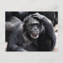 Recherche de chimpanzés cartes postales Drôle
