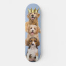 Recherche de ami skateboards Chien