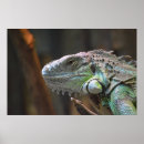 Recherche de lézards posters Iguane