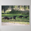 Recherche de dinde sauvage posters Dindons