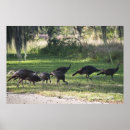 Recherche de dindes posters Faune