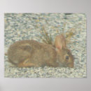 Recherche de bunny posters Pour tous